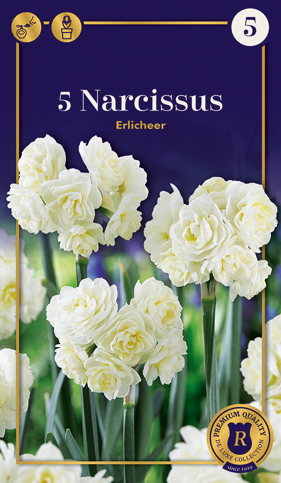Nartsiss 'Erlicheer' 5tk 13/15