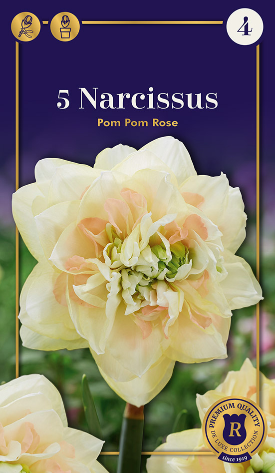 Nartsiss 'Pompom Rose' 5tk 12/14