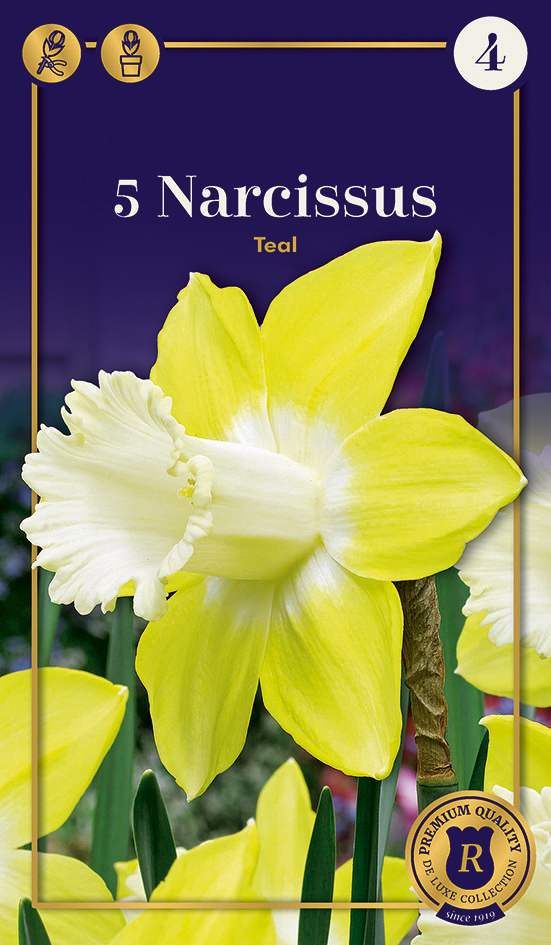Nartsiss 'Teal' 5tk 12/14