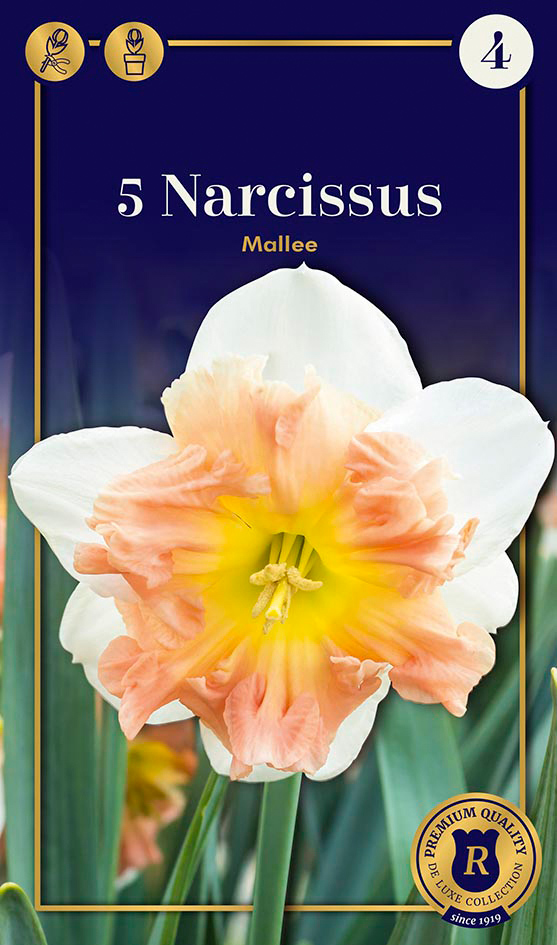 Nartsiss 'Mallee' 5tk 12/14