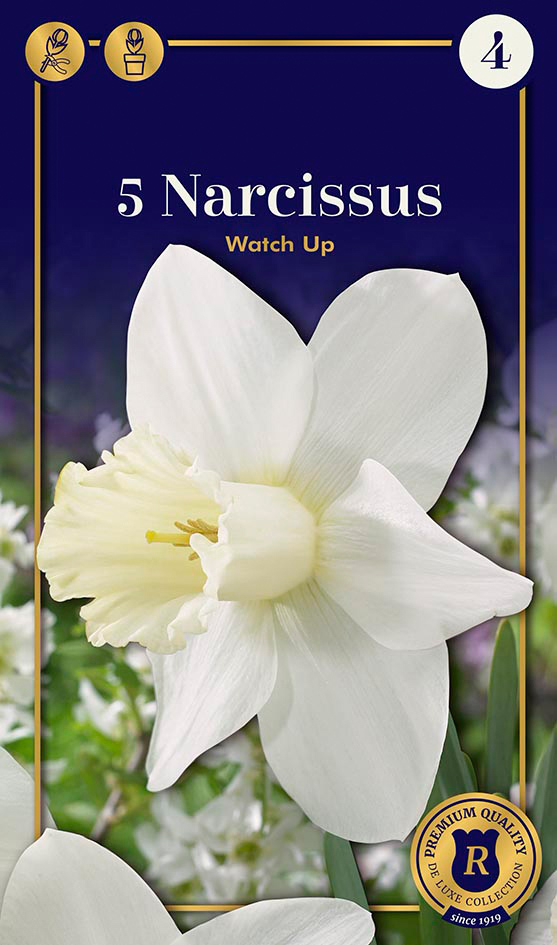 Nartsiss 'Watch Up' 5tk 12/14