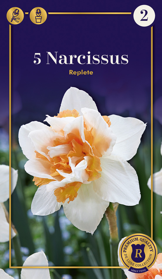 Nartsiss 'Replete' 5tk 12/14