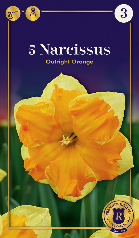 Nartsiss 'Outright Orange' 5tk 12/14