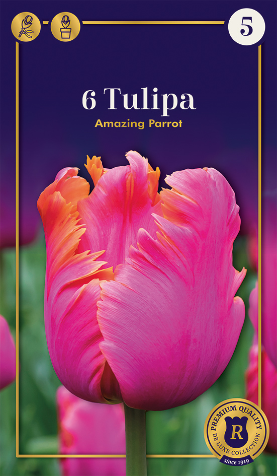 Tulp 'Amazing Parrot' 6tk 12/+