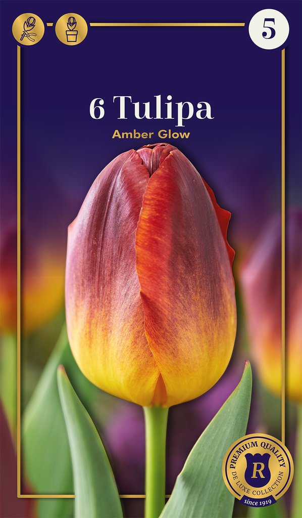 Tulp 'Amber Glow' 6tk 12/+