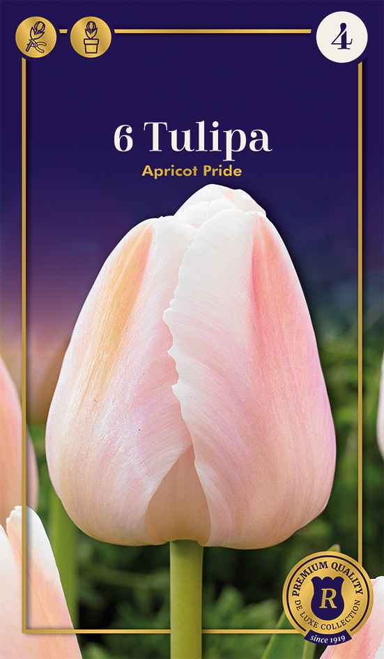 Tulp 'Apricot Pride' 6tk 12/+