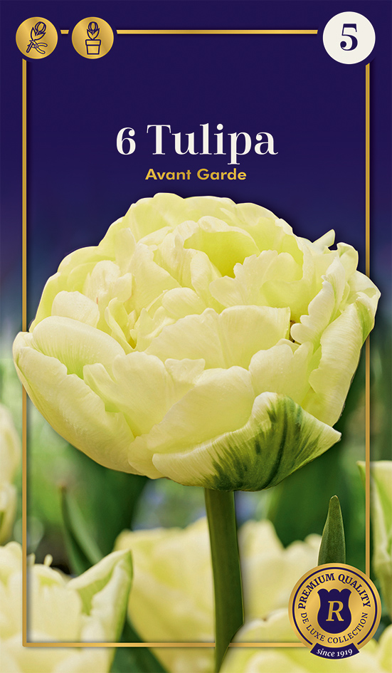 Tulp 'Avant Garde' 6tk 12/+