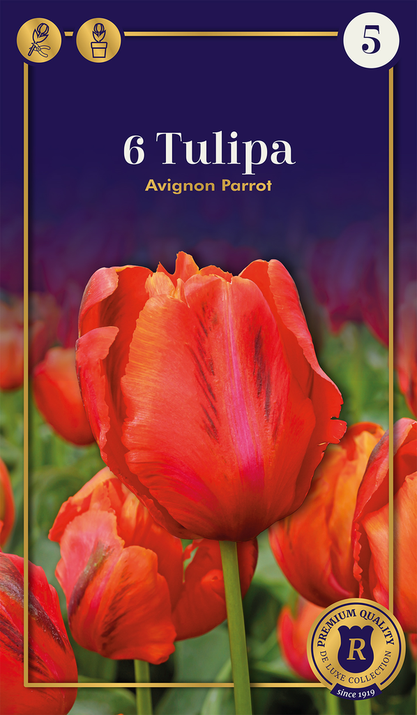 Tulp 'Avignon Parrot' 6tk 12/+