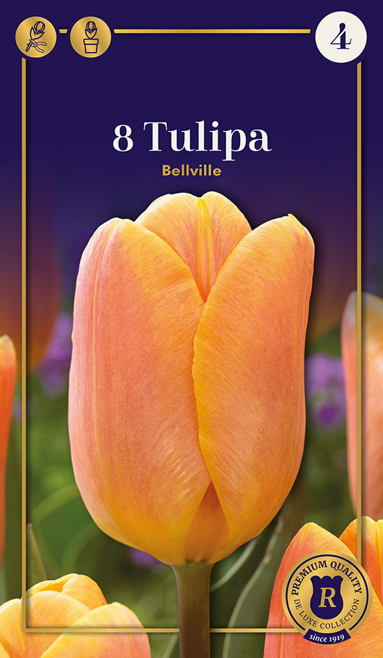 Tulp 'Bellville' 8tk 12/+