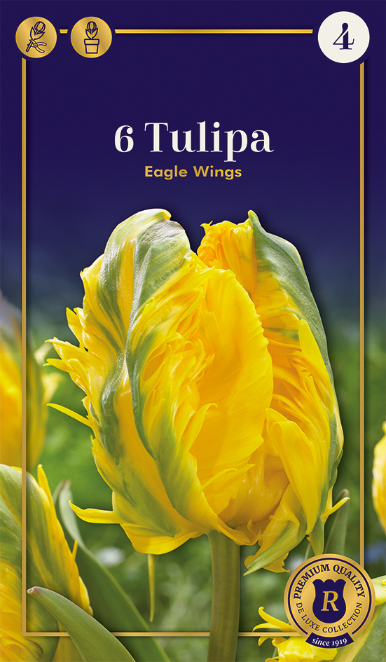 Tulp 'Eagle Wings' 6tk 12/+