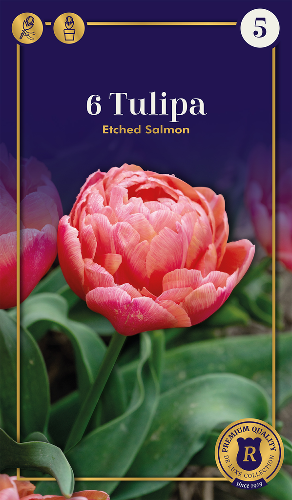 Tulp 'Etched Salmon' 6tk 12/+