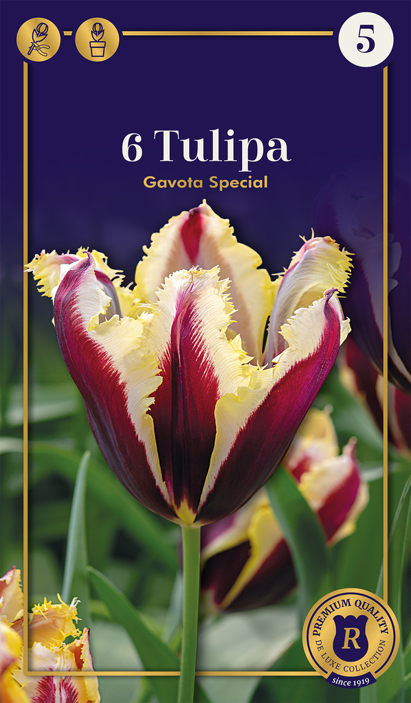 Tulp 'Gavota Special' 6tk 12/+