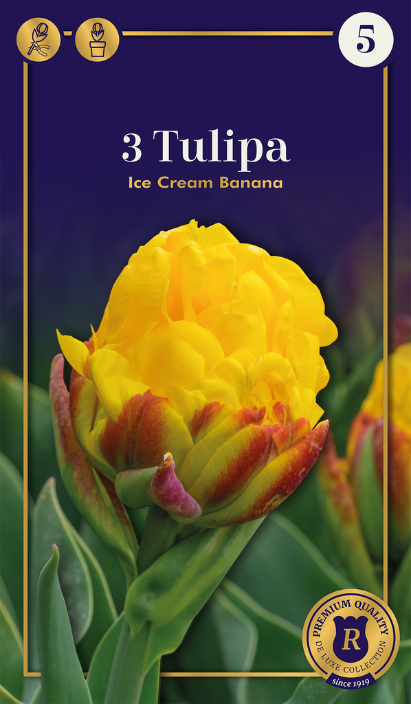 Tulp 'Ice Cream Banana' 3tk 11/+