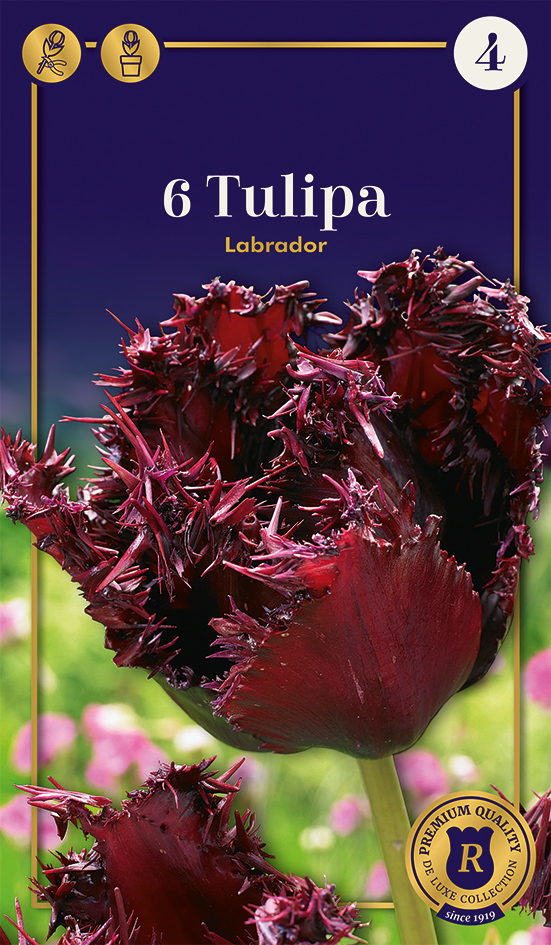 Tulp 'Labrador' 6tk 12/+