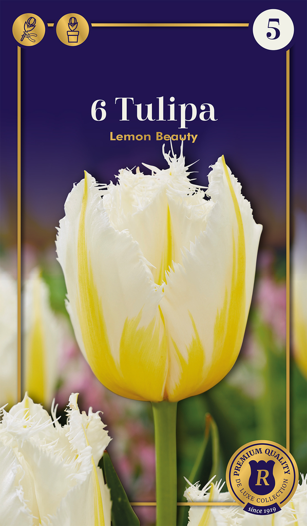 Tulp 'Lemon Beauty' 6tk 12/+