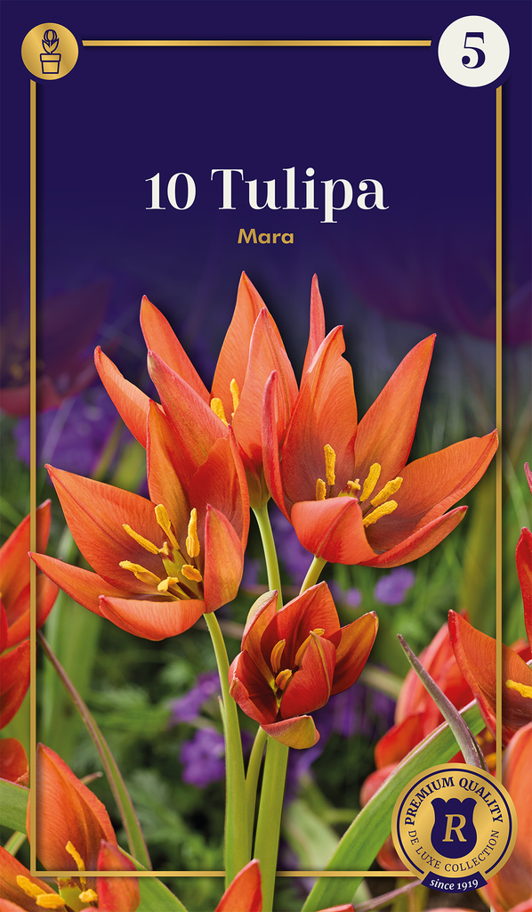 Tulp 'Mara' 10tk 6/+