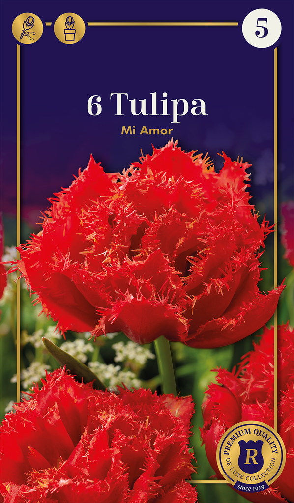 Tulp 'Mi amor' 6tk 12/+