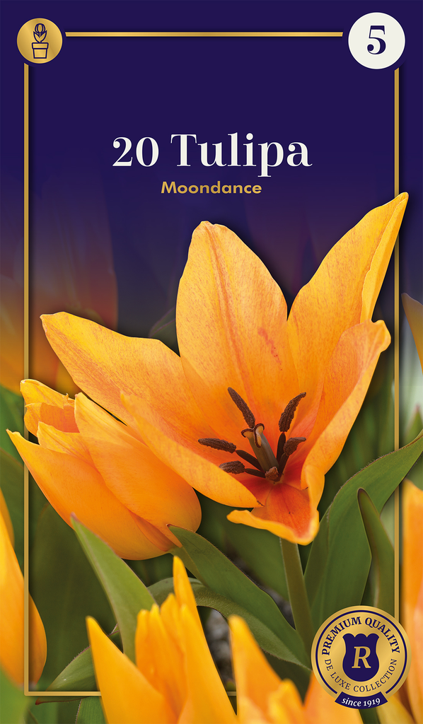 Tulp 'Moondance' 20tk 7/8
