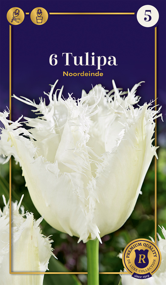 Tulp 'Noordeinde' 6tk 12/+