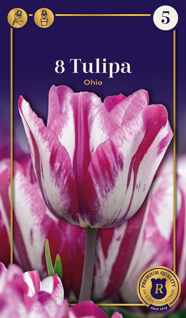 Tulp 'Ohio' 8tk 12/+