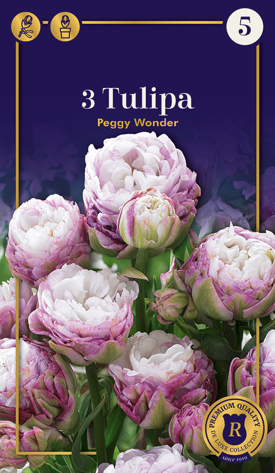 Tulp 'Peggy Wonder' 3tk 11/+