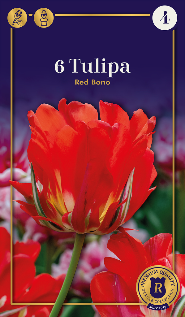 Tulp 'Red Bono' 6tk 11/+