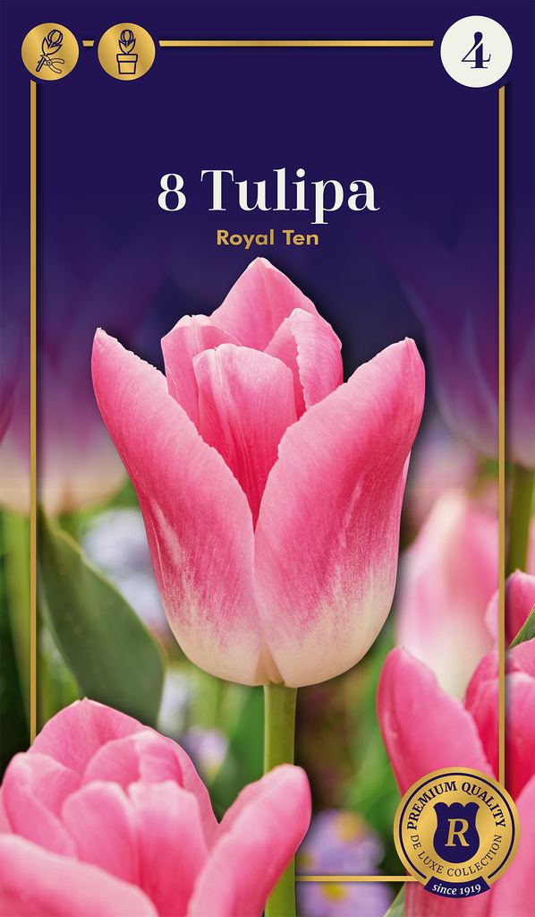 Tulp 'Royal Ten' 8tk 12/+