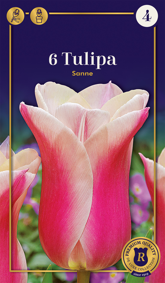 Tulp 'Sanne' 6tk 12/+
