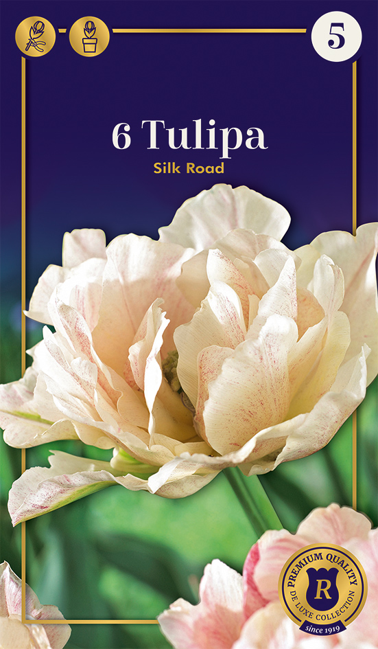 Tulp 'Silk Road' 6tk 12/+