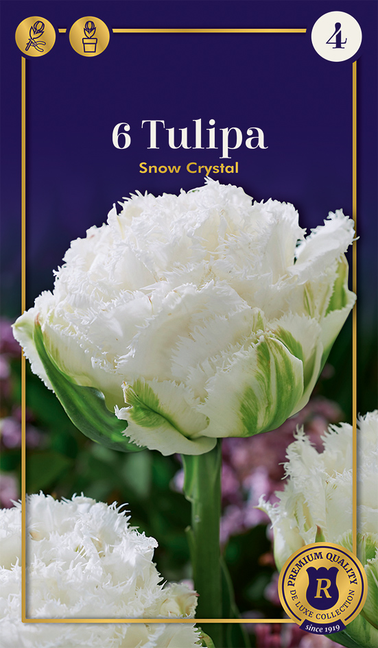 Tulp 'Snow Crystal' 6tk 11/+