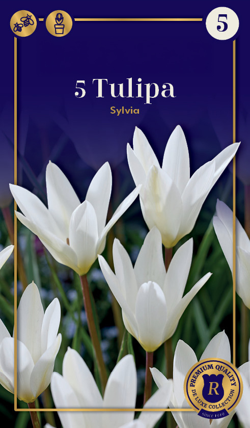 Tulp 'Sylvia' 5tk 6/+