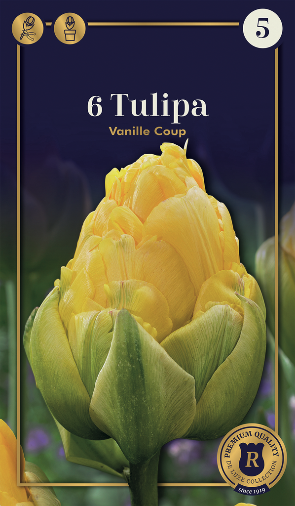 Tulp 'Vanille Coup' 6tk 12/+