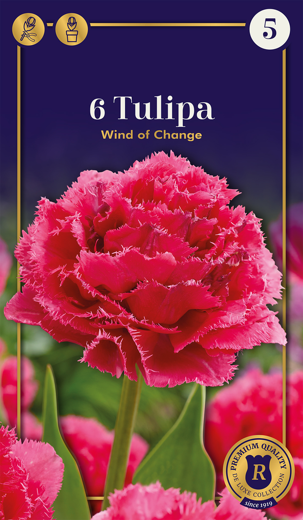 Tulp 'Wind of Change' 6tk 12/+