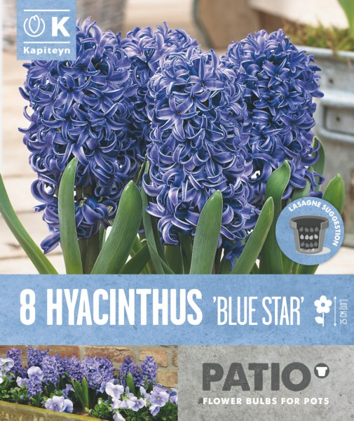 Hüatsint 'Blue Star' 8tk 15/16