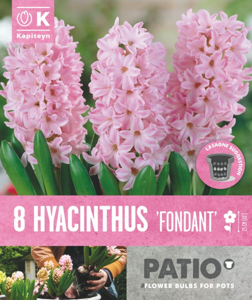 Hüatsint 'Fondant' 8tk 15/17