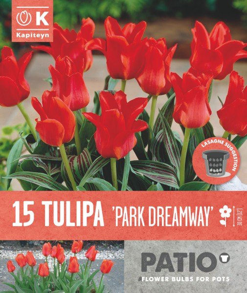 Greigi tulp 'Park Dreamway' 15tk 11/12