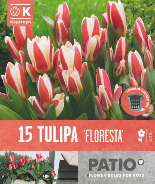 Kaufmanni tulp 'Floresta' 15tk 11/12