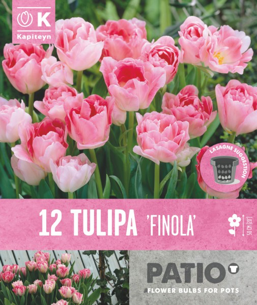 Tulp 'Finola' 12tk 11/12