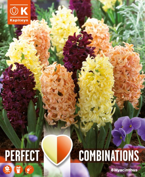 Hüatsint 'Combipack Oriental Blend' 8tk 15/16