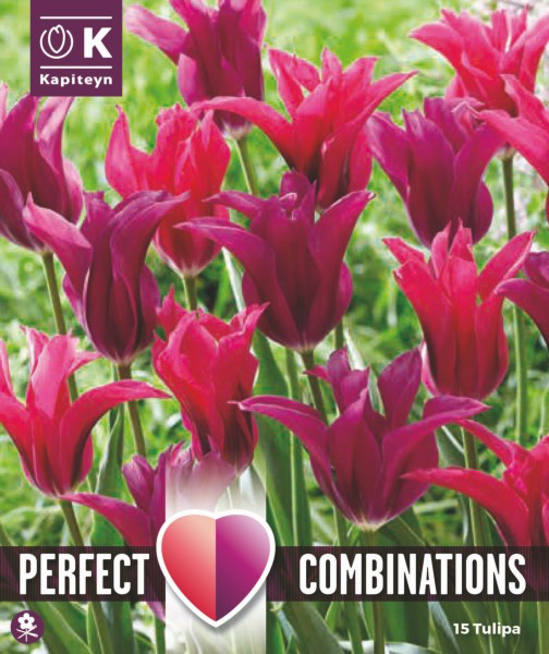 Tulp 'Combipack Doll Blend' 15tk 11/12