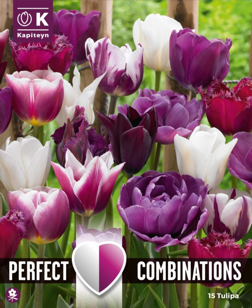 Tulp 'Combipack violet & white Blend' 15tk 11/12