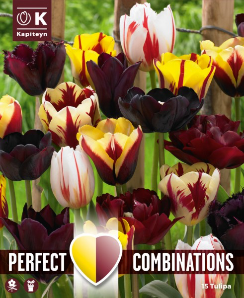Tulp 'Combipack Mystic Blend' 15tk 11/12