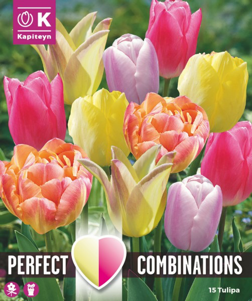 Tulp 'Combipack Soft Tones Blend' 15tk 11/12