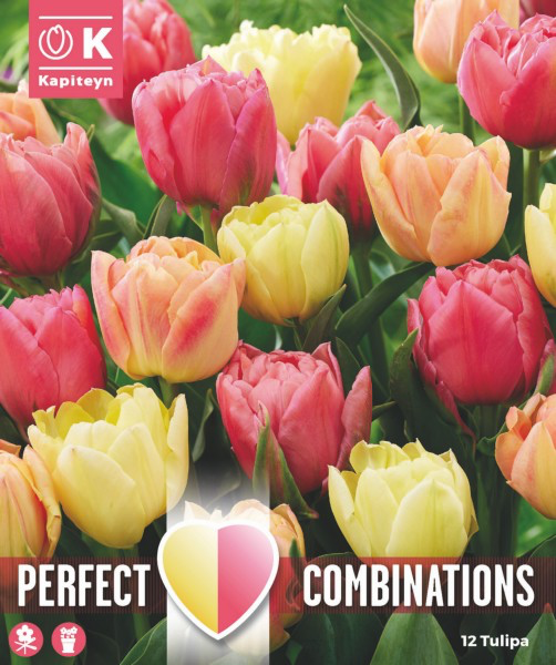 Tulp 'Combipack Symbiose Blend' 15tk 11/12