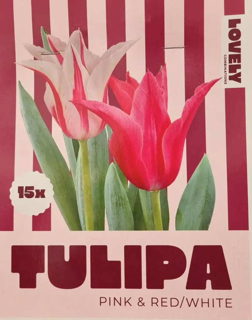 Tulp 'Duopack Lilyfl pink & white' 15tk 11/12
