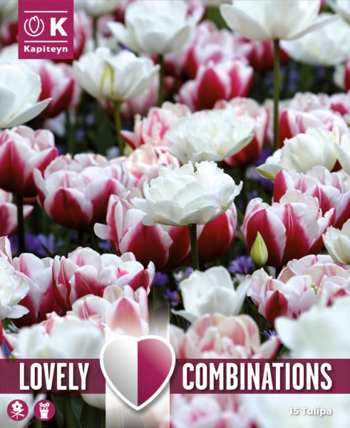 Tulp 'Combipack red & white' 15tk 11/12