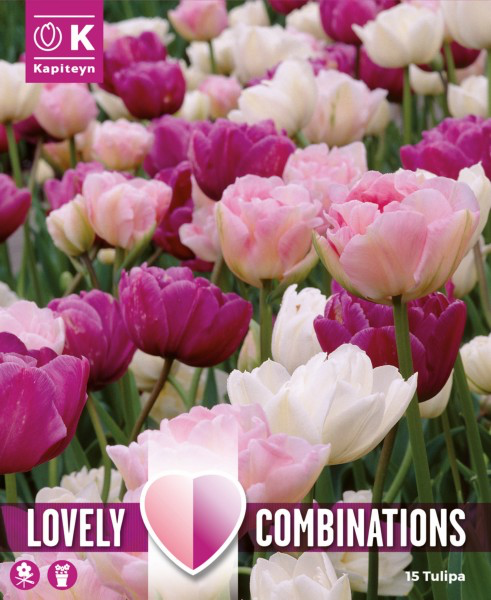 Tulp 'Combipack pink, purple & white' 15tk 11/12