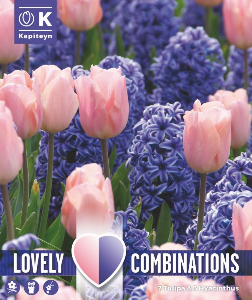 Hüatsint ja tulp 'Combipack blue & pink' 10tk 11/12