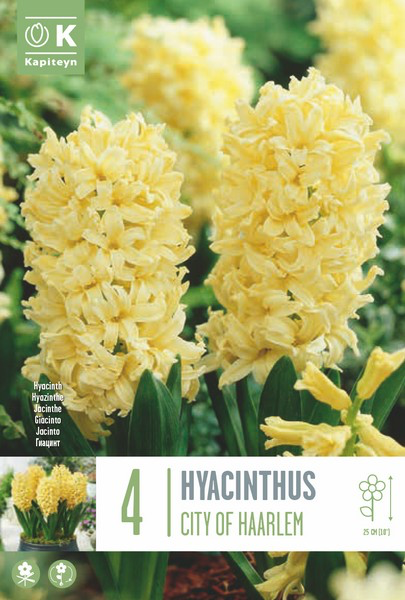 Hüatsint 'City of Haarlem' 4tk 16/17