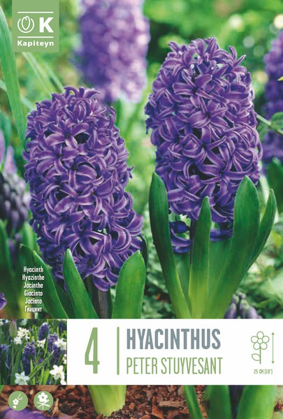 Hüatsint 'Peter Stuyvesants' 4tk 16/17